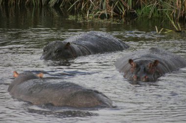 Tanzanya 'nın Ngorongoro Krateri' ndeki su birikintisinde oynayan ve yuvarlanan tembel Hippopotamus (Hippopotamus amfibi) grubu.