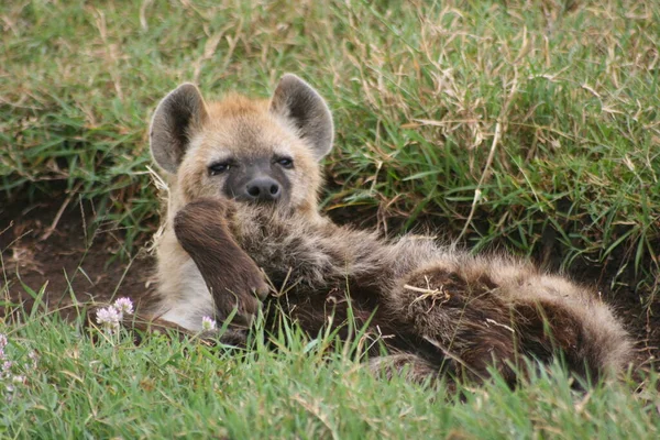 Nahaufnahme Porträt Einer Jungen Fleckhyäne Crocuta Crocuta Die Ngorongoro Krater — Stockfoto