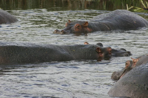Grupo Hippopótamos Preguiçosos Hippopopotamus Amphibius Brincando Rolando Dentro Buraco Água — Fotografia de Stock