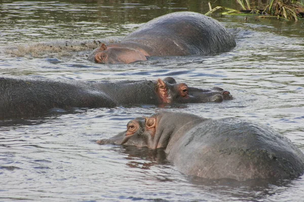 Группа Ленивых Гиппопотамов Hippopotamus Amphibius Играющих Катящихся Водяной Дыре Кратере — стоковое фото