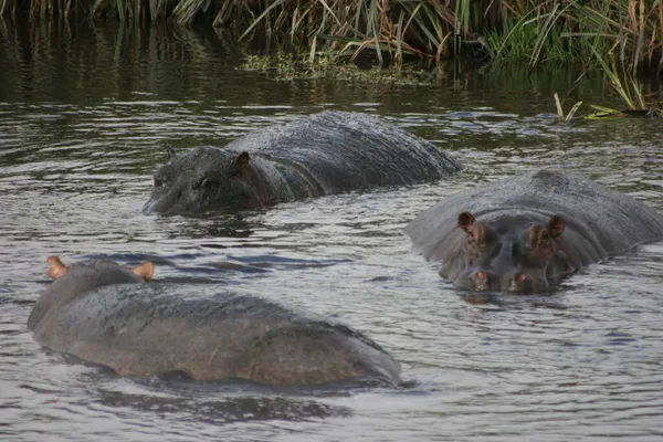 Grupa Leniwego Hipopotama Hipopopotamus Amphibius Bawiącego Się Toczącego Się Wodopoju — Zdjęcie stockowe