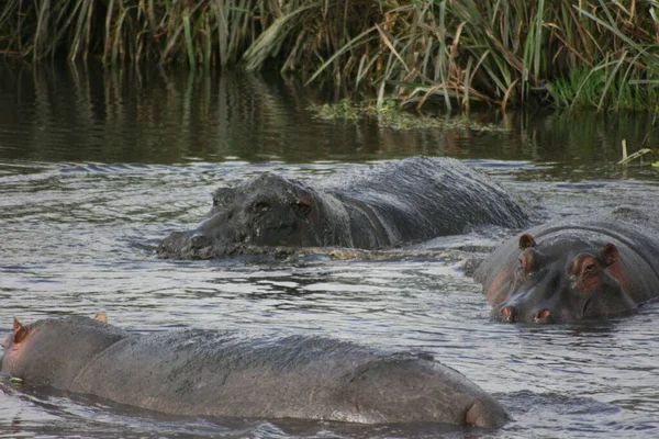Група Лінивих Бегемотів Hippopotamus Amphibius Бавляться Кружляють Озері Кратері Нгоронгоро — стокове фото