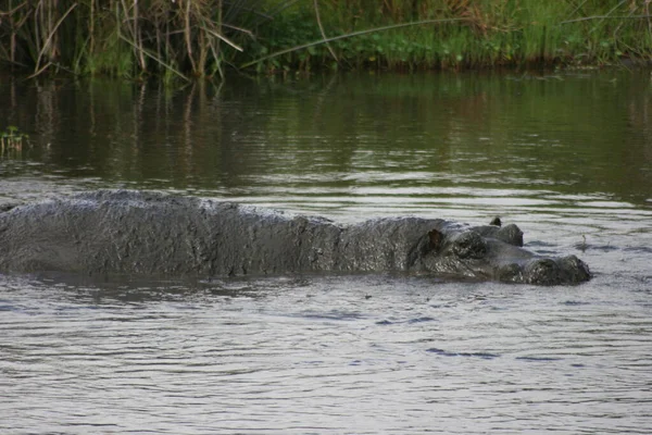 Retrato Perezoso Hippopotamus Hippopotamus Amphibius Jugando Agua Rodando Barro Dentro — Foto de Stock