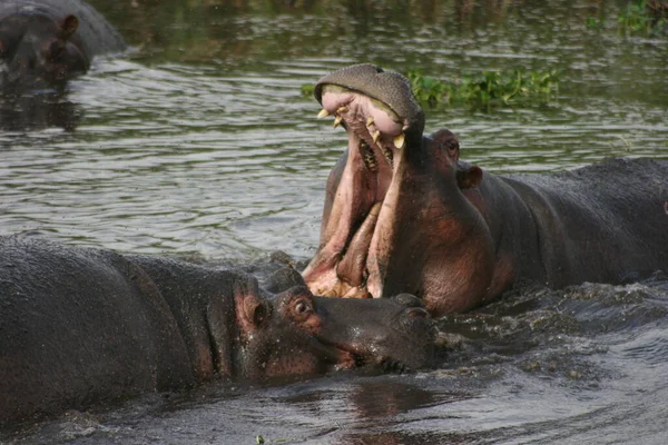 Dövüşçü Hippopotamus Portresi Hippopotamus Amfibi Ngorongoro Krateri Tanzanya Çene Açıklığında — Stok fotoğraf