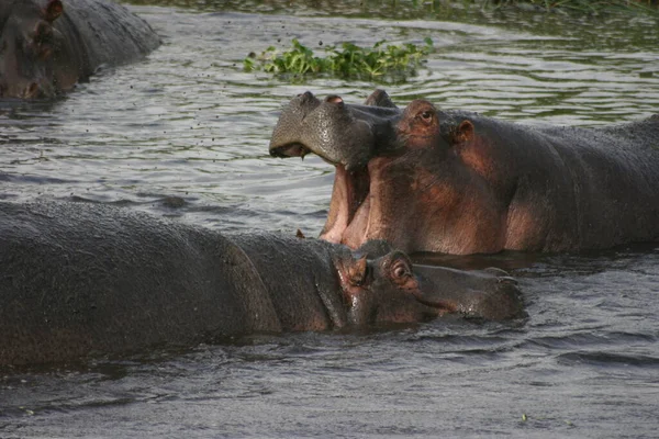 Portré Két Hippopotamus Hippopotamus Amphibius Harcol Vízben Jaws Széles Nyitott — Stock Fotó