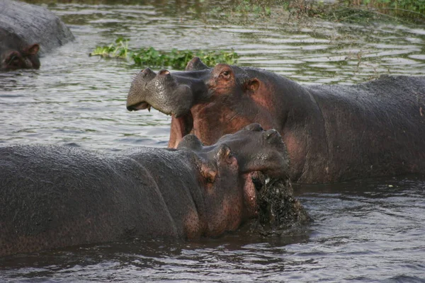 Retrato Dos Hipopótamos Anfibio Hipopótamo Luchando Agua Cráter Ngorongoro Tanzania — Foto de Stock