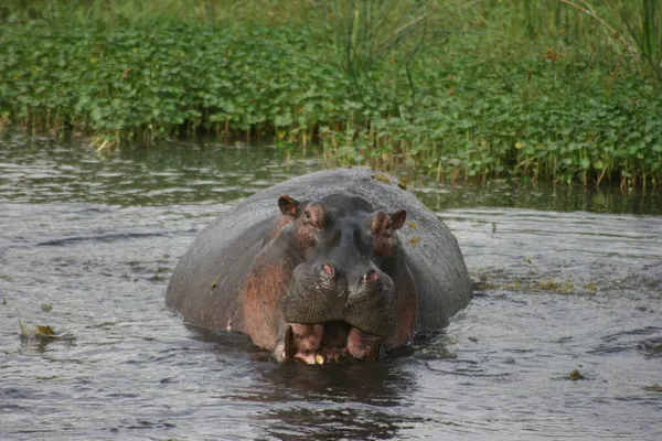 Портрет Гіпопопотама Hippopotamus Amphibius Дивиться Прямо Камеру Щелепами Відкритими Кратері — стокове фото