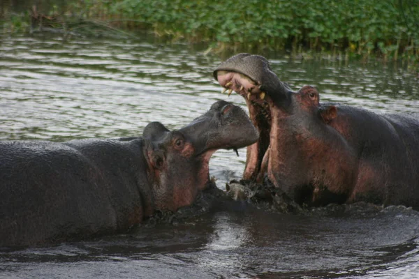 Hippopotamus Hippopotamus Amfibi Portresi Tanzanya Ngorongoro Krateri Nin Çamurlu Sularında — Stok fotoğraf
