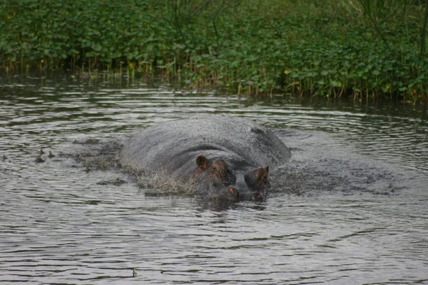 Портрет Гіпопопотама Hippopotamus Amphibius Який Кружляв Багнистих Водах Кратері Нгоронгоро — стокове фото