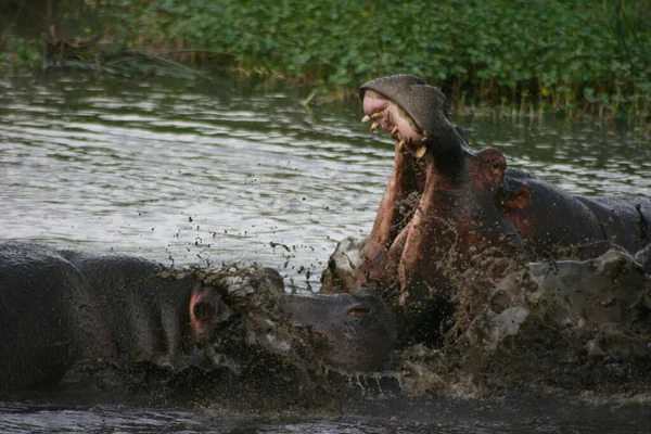 Портрет Двух Гиппопотамов Hippopotamus Amphibius Сражающихся Грязных Водах Кратера Нгоронгоро — стоковое фото