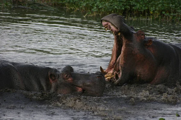 Портрет Двох Бегемотів Hippopotamus Amphibius Які Воюють Каламутній Воді Кратера — стокове фото