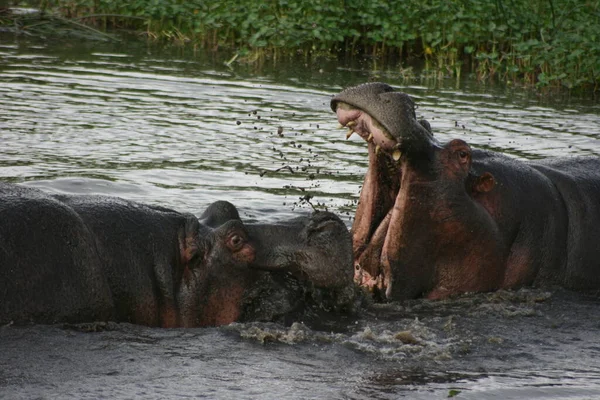 Retrato Dos Hippopotamus Hippopotamus Amphibius Luchando Barro Cuenca Del Cráter — Foto de Stock