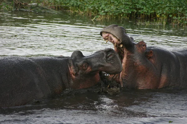 Retrato Dois Hipopótamos Hippopotamus Amphibius Lutando Lama Cratera Ngorongoro Tanzânia — Fotografia de Stock
