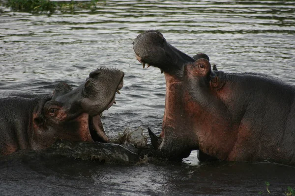 Два Гиппопотама Амфибия Гиппопотама Сражаются Грязи Водопое Кратер Нгоронгоро Танзания — стоковое фото