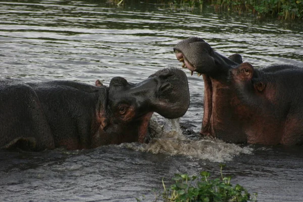 Портрет Гиппопотама Hippopotamus Amphibius Сражающегося Грязи Водоёме Кратер Нгоронгоро Танзания — стоковое фото