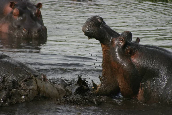 Крупный План Двух Амфибий Бегемота Hippopotamus Amphibius Сражающихся Грязи Водопое — стоковое фото