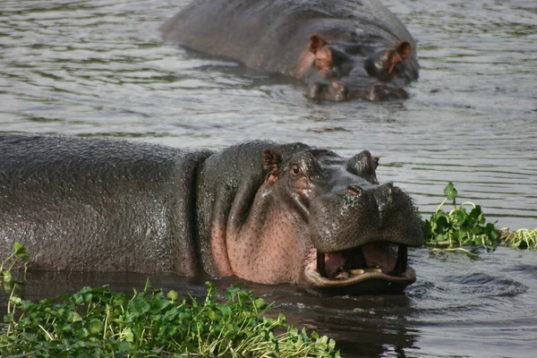 Close Wild Hippopopotamus Hippopopotamus Amphibius Descansando Mandíbula Aberta Ngorongoro Crater — Fotografia de Stock