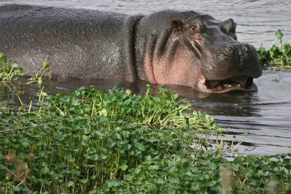 Primer Plano Hippopotamus Silvestre Hippopotamus Amphibius Descansando Abrevadero Del Cráter — Foto de Stock
