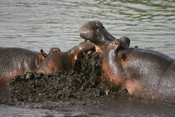 Крупный План Двух Амфибий Бегемота Hippopotamus Amphibius Сражающихся Грязной Водяной — стоковое фото