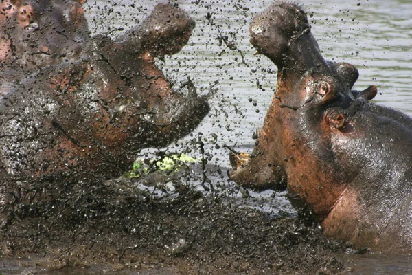 タンザニアのンゴロンゴロクレーターの中にロックされた顎で泥だらけの水の中で戦っている2頭のカバ カバ両生類 の閉鎖 — ストック写真