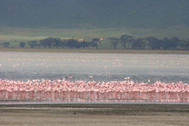Tanzanya 'nın Ngorongoro Krateri' nde Magadi Gölü 'nün arka planına karşı Küçük Flamingoların Gösterişli Gösterişi (Phoeniconaias minor)