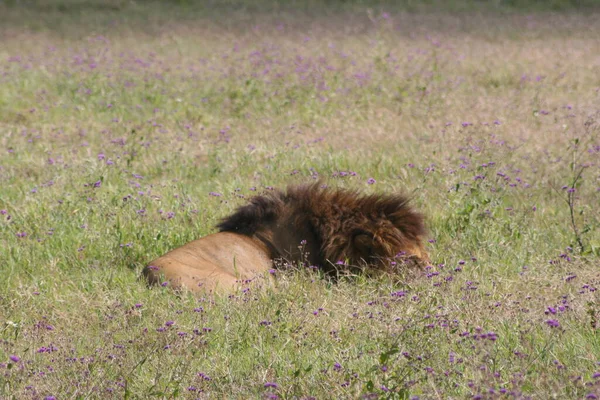Zbliżenie Dzikiego Lwa Panthera Leo Spoczywającego Polu Grzywą Wystawie Krater — Zdjęcie stockowe