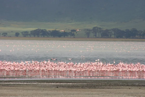 Flamboyance Lesser Flamingos Phoeniconaias Minor Pozadí Jezera Magadi Kráteru Ngorongoro — Stock fotografie
