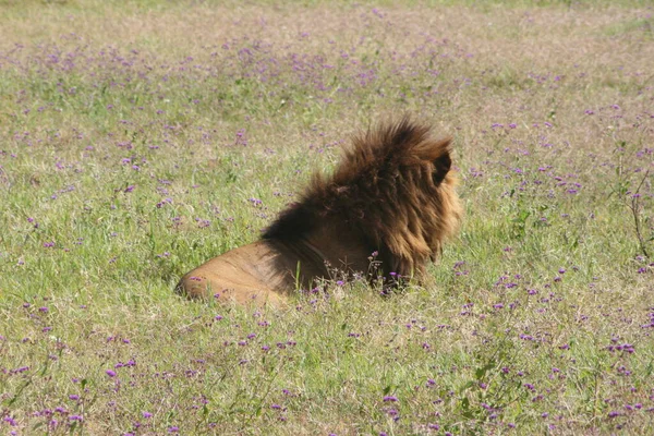 坦桑尼亚恩戈龙戈罗陨石坑 一头野生狮子 豹狮子座 在田里休息 它的鬃毛正在展出 — 图库照片