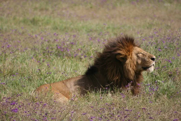 坦桑尼亚恩戈龙戈罗陨石坑内 一只野生狮子 豹狮子座 沐浴在阳光下 其鬃毛被展示在旁边的肖像上 — 图库照片