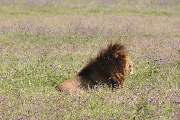 坦桑尼亚恩戈龙戈罗陨石坑 一只野生狮子 豹狮子座 的合影在田里休息 它的鬃毛正在展出 — 图库照片