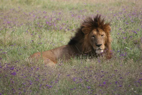 Boczny Portret Dzikiego Lwa Panthera Leo Pławiącego Się Słońcu Patrzącego — Zdjęcie stockowe