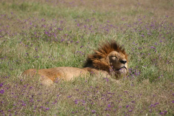 坦桑尼亚恩戈龙戈罗陨石坑中一只野生狮子在田野里打滚的照片 — 图库照片