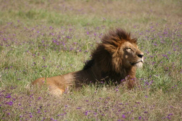 Side Portret Van Een Wilde Leeuw Panthera Leo Koesterend Zon — Stockfoto