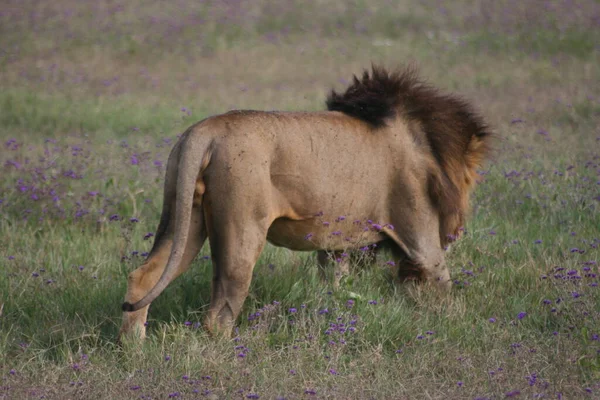 Retrato Cerca León Salvaje Panthera Leo Cazando Desde Atrás Dentro — Foto de Stock
