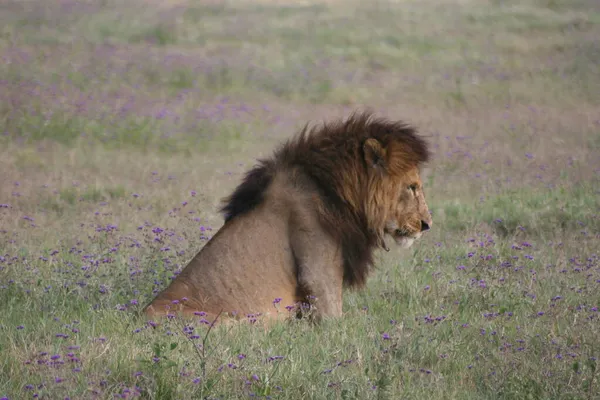 Крупный План Портрете Дикого Льва Panthera Leo Сидящего Вертикально Сбоку — стоковое фото
