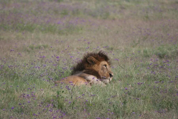 Close Side Portrait Wild Lion Panthera Leo Resting Fields Ngorongoro — Stock Photo, Image