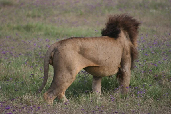 Retrato Cerca León Salvaje Panthera Leo Por Detrás Dentro Del — Foto de Stock