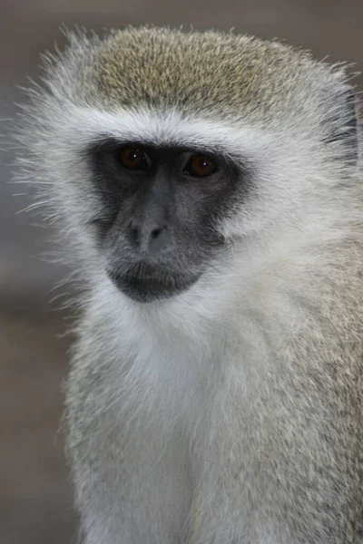 Retrato Close Vervet Monkey Selvagem Chlorocebus Pygerythrus Victoria Falls Zâmbia — Fotografia de Stock