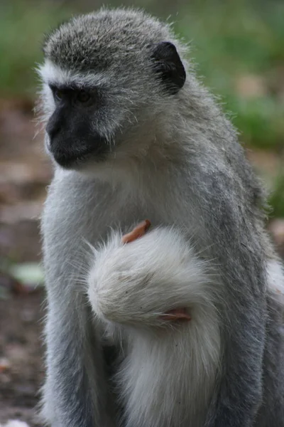 Close Uma Mãe Vervet Monkey Chlorocebus Pygerythrus Com Bebê Agarrado — Fotografia de Stock