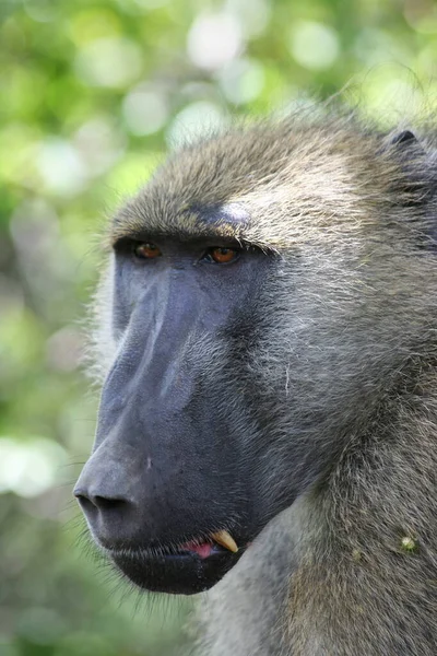 Lado Cerca Retrato Chacma Baboon Papio Ursinus Mostrando Dientes Victoria —  Fotos de Stock