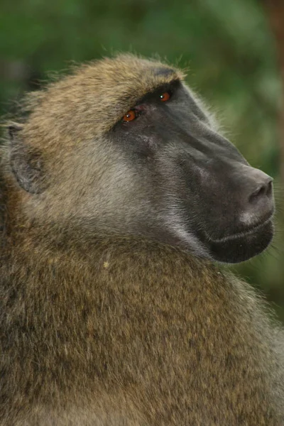 Крупный План Chacma Baboon Papio Ursinus Смотрящего Прямо Камеру Водопаде — стоковое фото