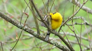 Sarı kuyruklu bir Oriole 'un (Icterus mesomelas) yakınından geçen ötücü kuşun ağaç dalı Vilcabamba, Ekvador' da tımar edilip güzelleşmesi.