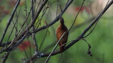 Sesli bir Pasifik Hornero (Furnarius cinnamomeus) kuşunun Vilcabamba, Ekvador 'daki ağaç dalından yüksek sesle ötüşü.
