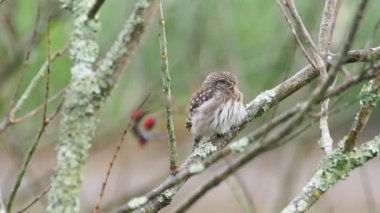 Vilcabamba 'da ağaçta uyuyakalan çok uykulu bir And pigme baykuşunun (Glaucidium jardinii) yakın çekimi. Ekvador.