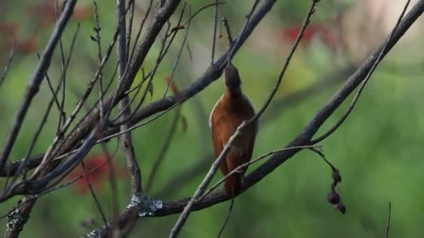 Closeup Noisy Pacific Hornero Furnarius Cinnamomeus Songbird Singing Loudly Tree — Stock Video