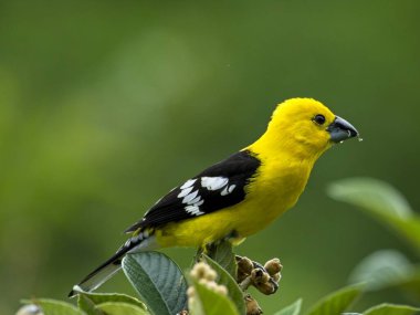 Parlak sarı bir Grosgaga 'ya (Pheucticus chrysogaster) yakın plan Vilcabamba Ekvador ağacına tünemiş.   