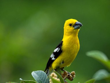 Parlak sarı bir Grosgaga 'ya (Pheucticus chrysogaster) yakın plan Vilcabamba Ekvador ağacına tünemiş.