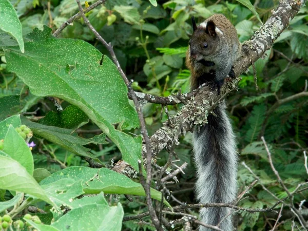 Closeup Esquilo Guayaquil Cauda Arbustiva Sciurus Stramineus Descansando Penetrando Árvore — Fotografia de Stock