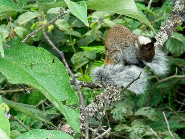 Closeup Esquilo Guayaquil Sciurus Stramineus Cauda Arbustiva Descansando Árvore Com — Fotografia de Stock