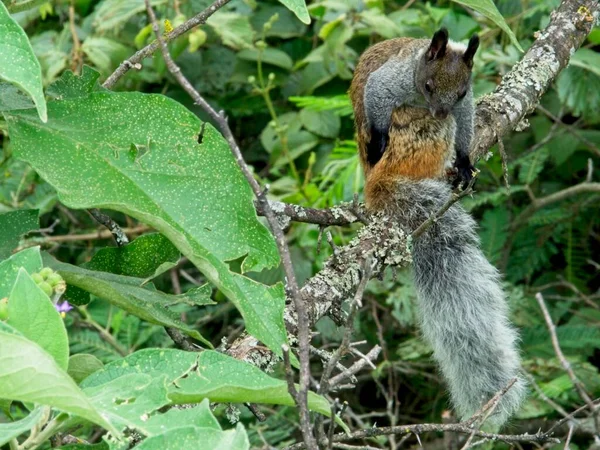 Closeup Esquilo Guayaquil Sciurus Stramineus Cauda Arbustiva Descansando Árvore Vilcabamba — Fotografia de Stock